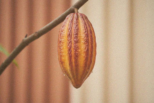 The Humble Cacao Bean: More Than Chocolate Flavor